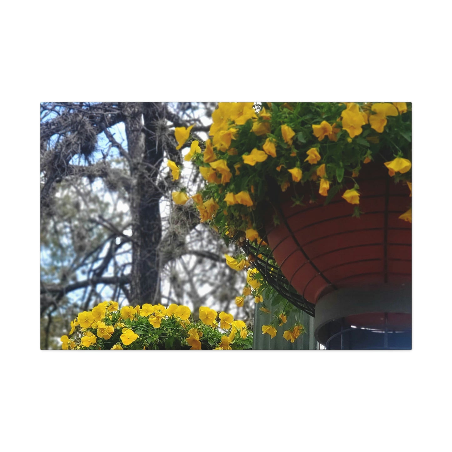 Yellow Pansies Downtown | Wall Art Canvas | High Bloom Collection | Life By Ortavia