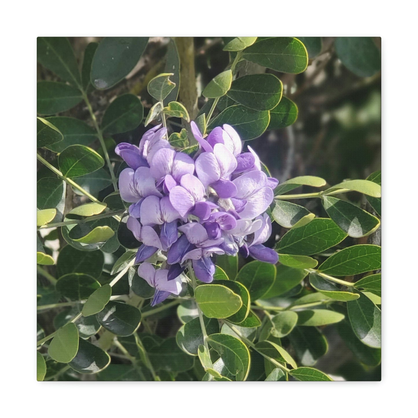 Purple Texas Mountain Laurel | Wall Art Canvas