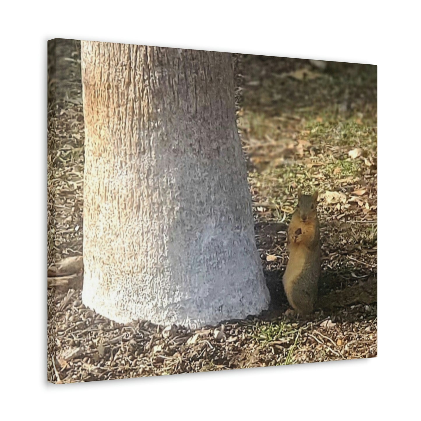 Squirrel and A Nut | Wall Art Print | Urban Geographic Collection | Life By Ortavia