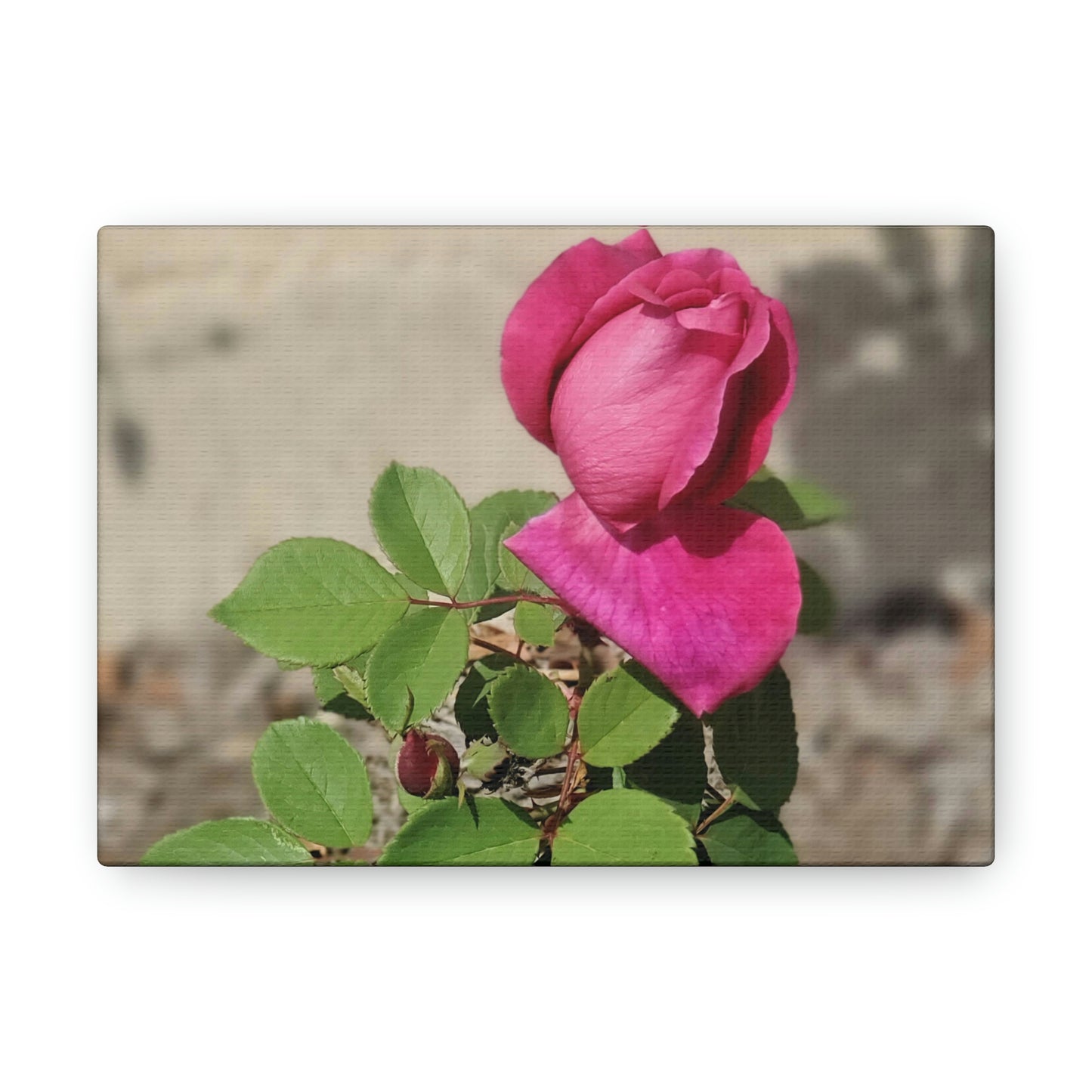 Dear Pink Rosa | High Bloom Collection | Canvas | Life By Ortavia
