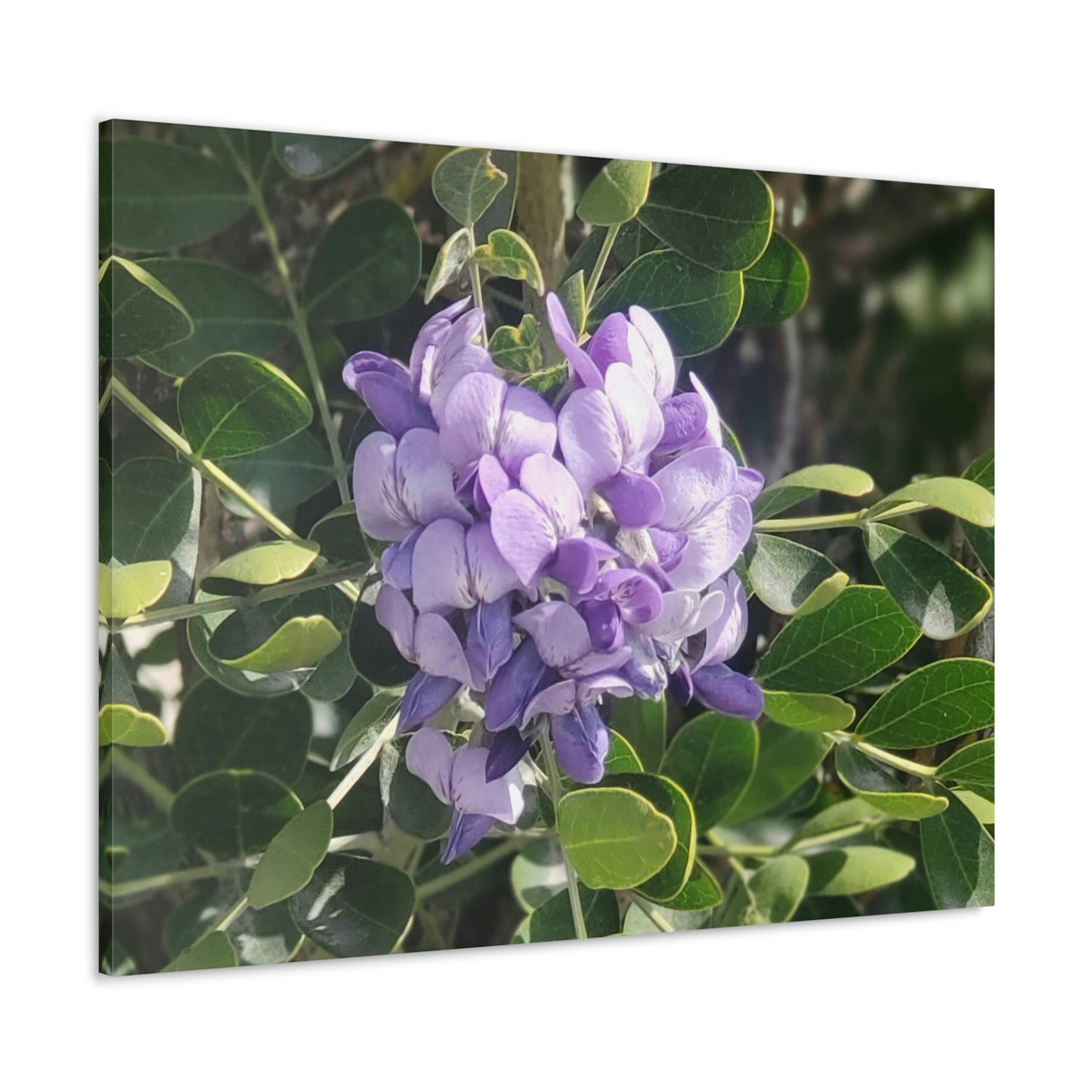 Purple Texas Mountain Laurel | Wall Art Canvas