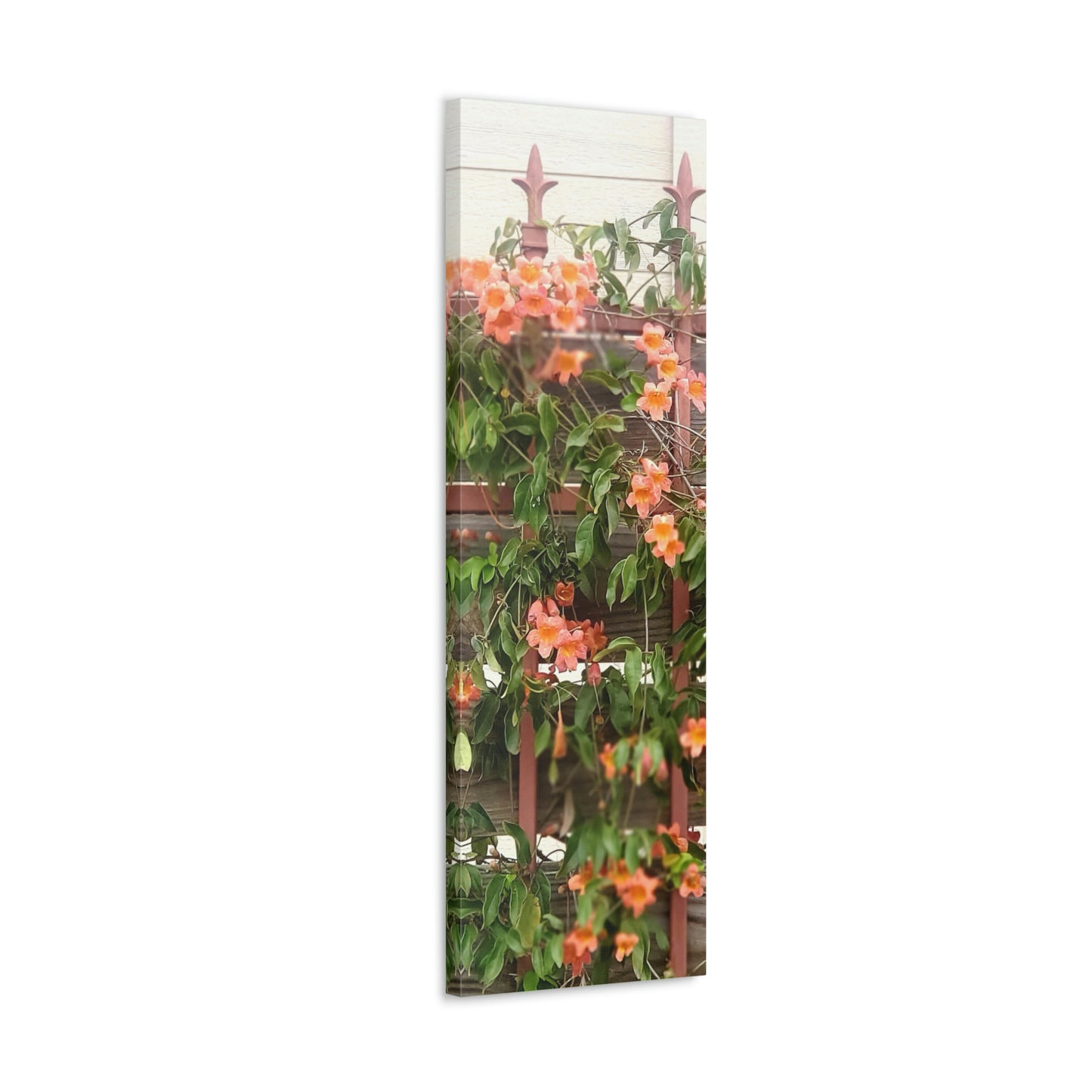 Flowers On A Rugged Fence | Wall Art Canvas | High Bloom Collection | Life By Ortavia