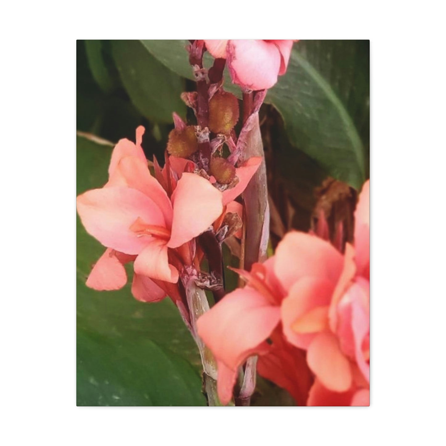 Art Prints & Wall Art, Canvas Gallery with Pink Canna Flower