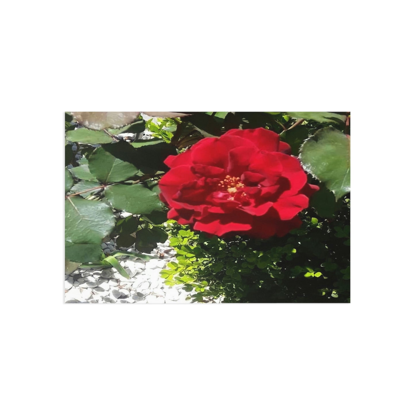 Europeana Red Rose Fine Art Postcards