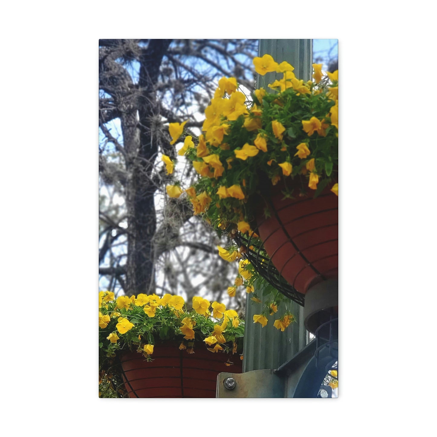 Yellow Pansies Downtown | Wall Art Canvas | High Bloom Collection | Life By Ortavia
