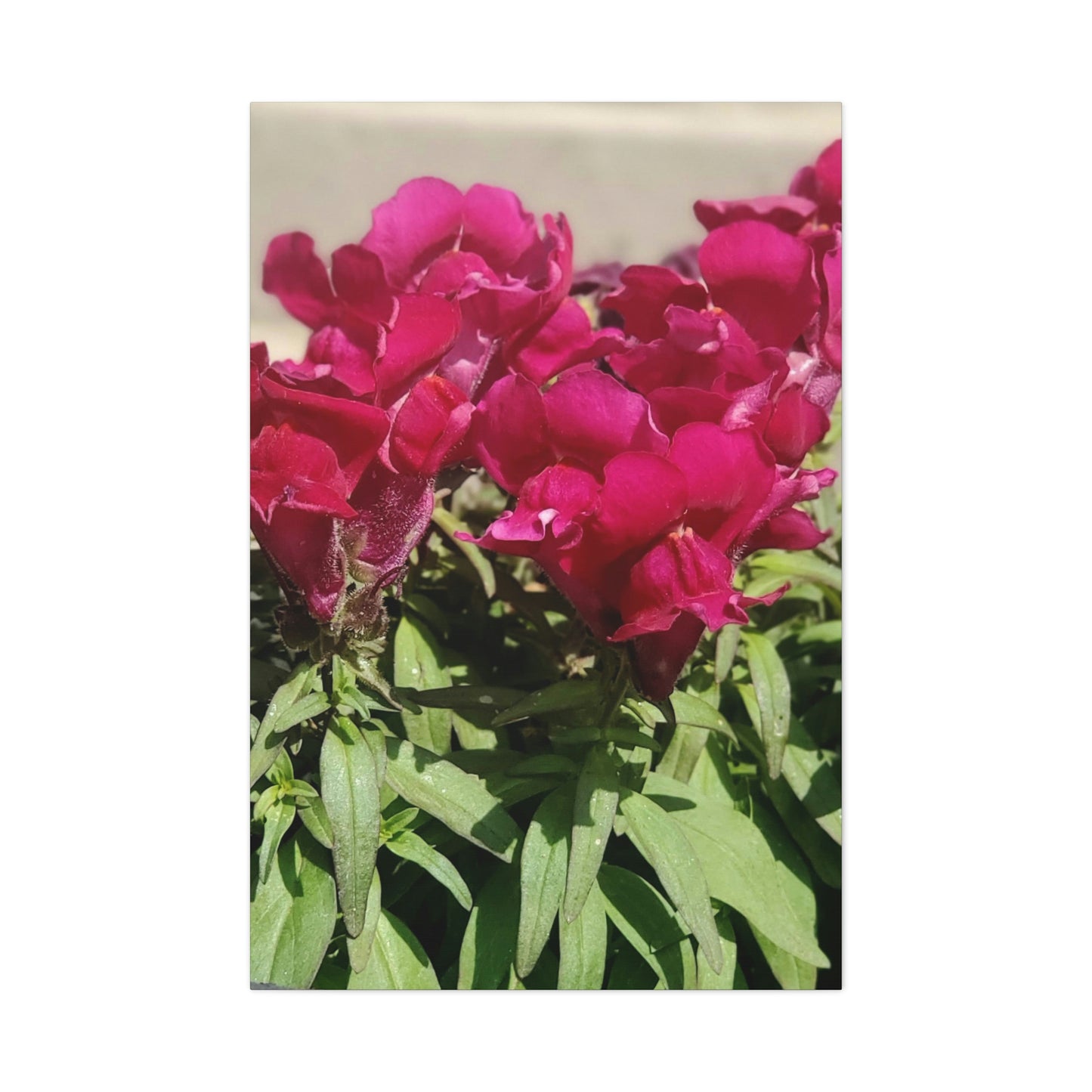 Magenta Snapdragon | Wall Art Canvas | High Bloom Collection | Life By Ortavia