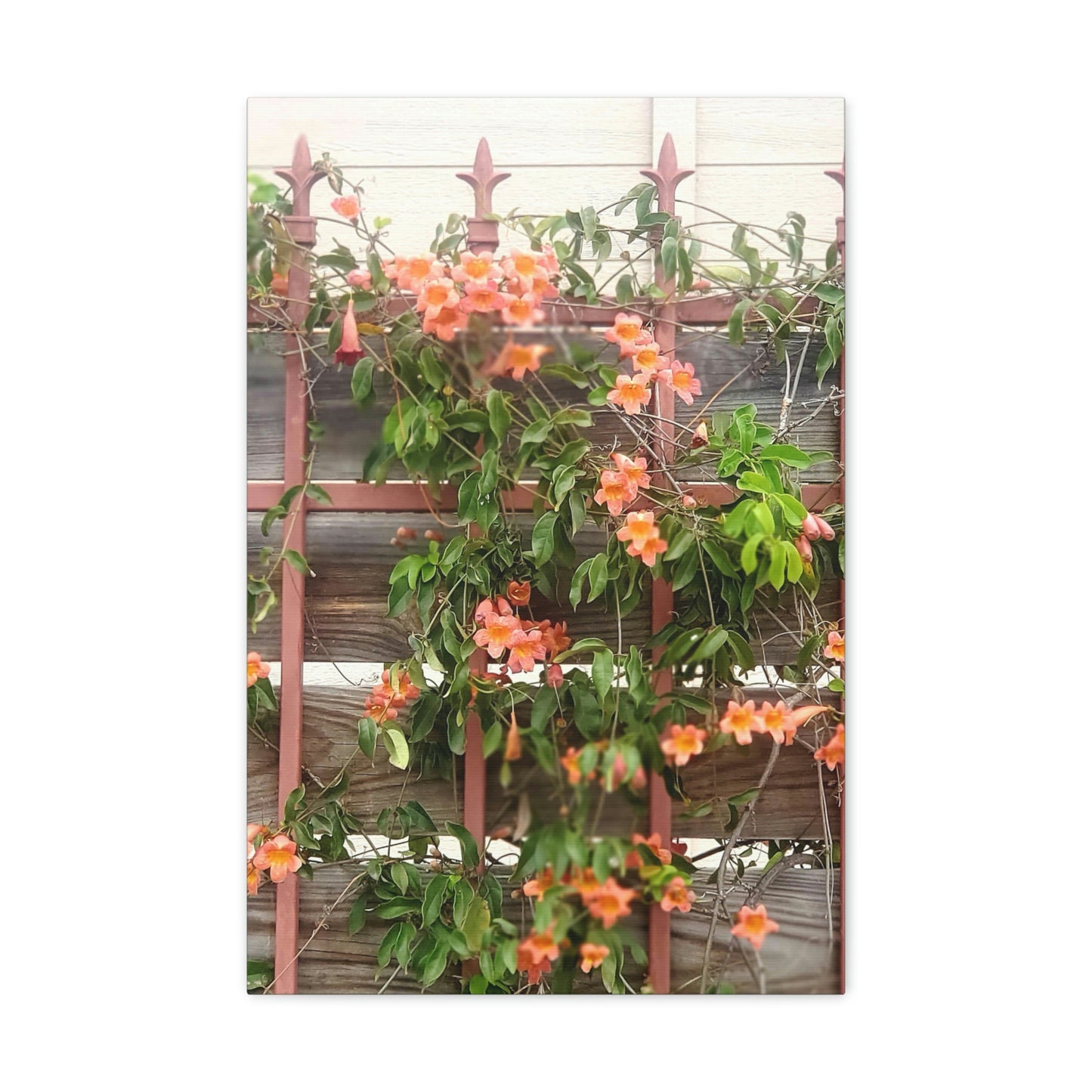 Flowers On A Rugged Fence | Wall Art Canvas | High Bloom Collection | Life By Ortavia
