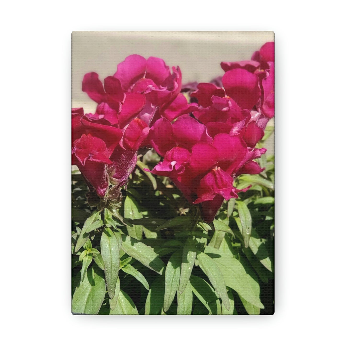 Magenta Snapdragon | Wall Art Canvas | High Bloom Collection | Life By Ortavia