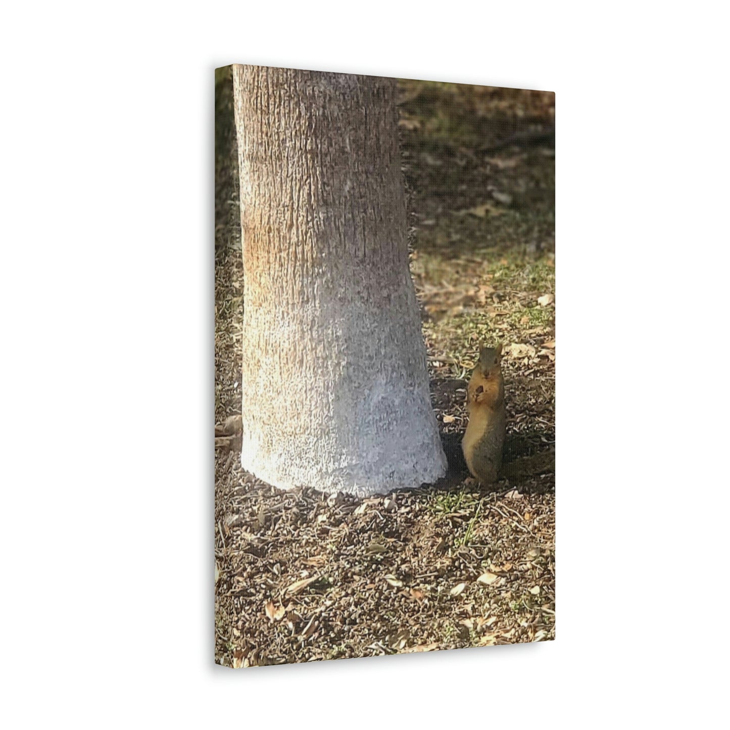 Squirrel and A Nut | Wall Art Print | Urban Geographic Collection | Life By Ortavia