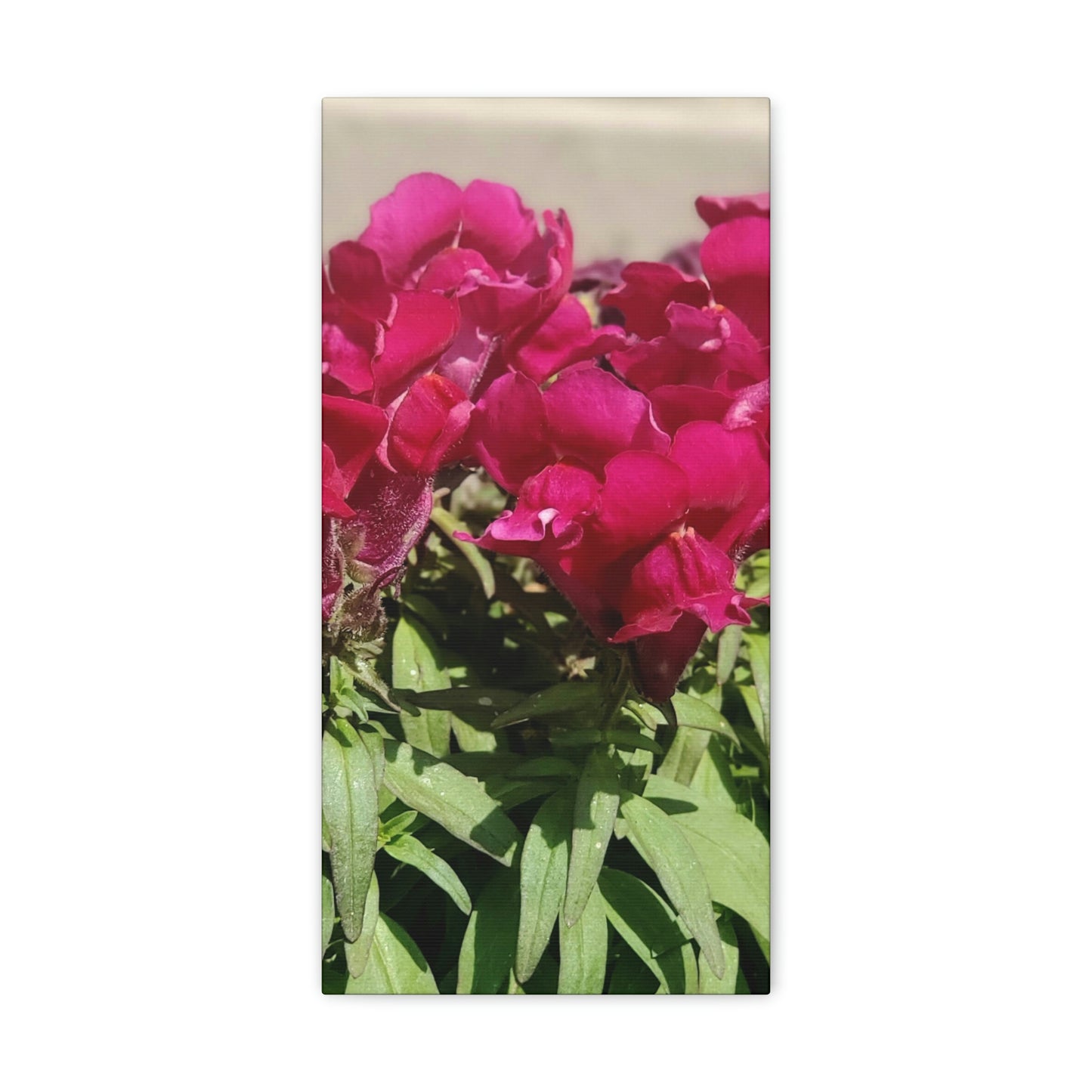 Magenta Snapdragon | Wall Art Canvas | High Bloom Collection | Life By Ortavia