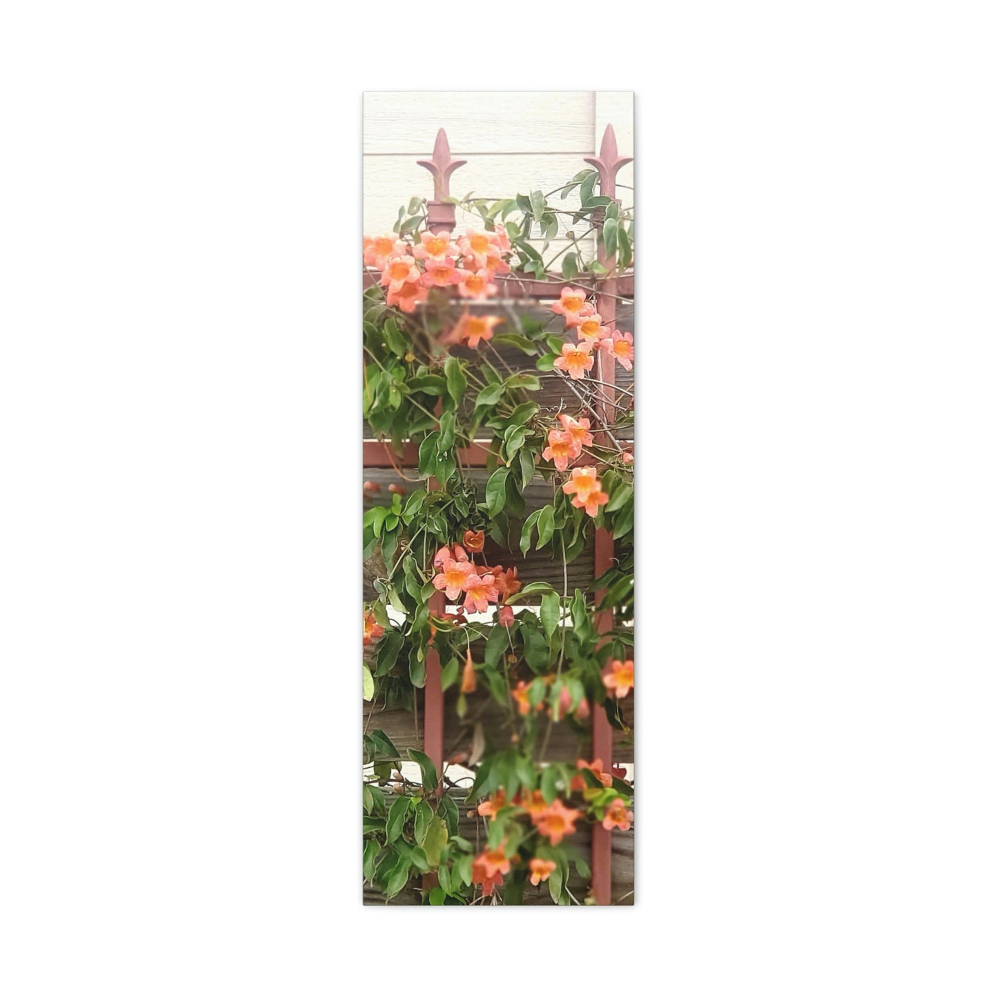 Flowers On A Rugged Fence | Wall Art Canvas | High Bloom Collection | Life By Ortavia