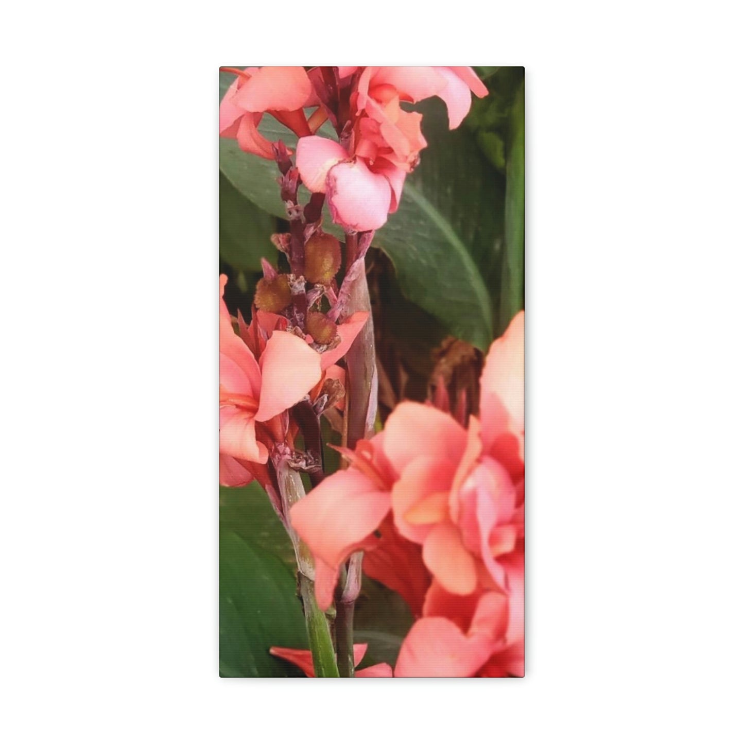 Art Prints & Wall Art, Canvas Gallery with Pink Canna Flower