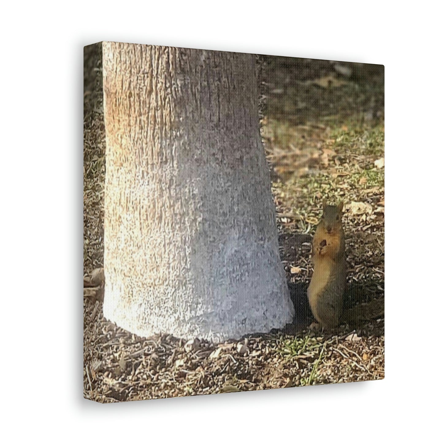 Squirrel and A Nut | Wall Art Print | Urban Geographic Collection | Life By Ortavia