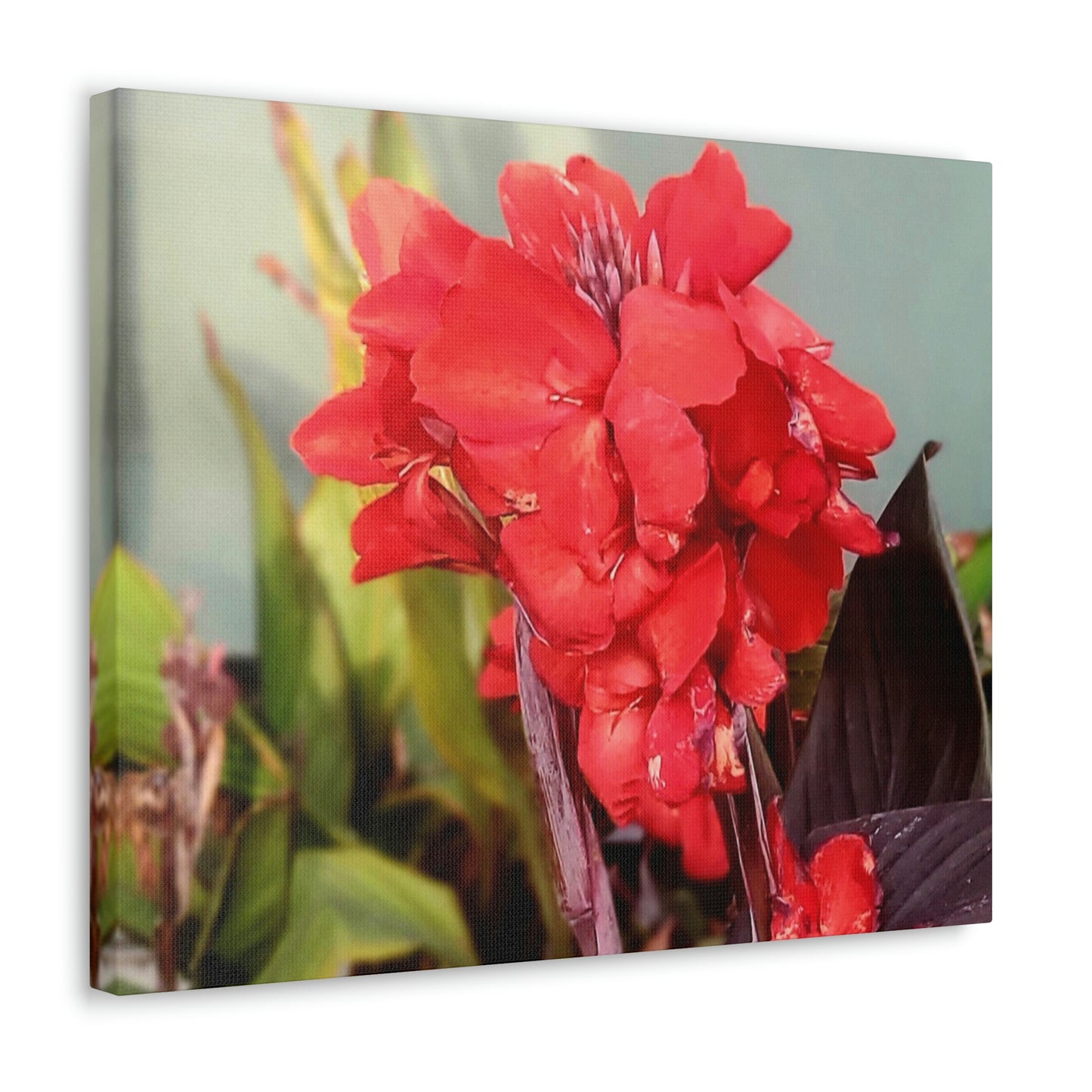Red Canna | High Bloom Collection | Wall Art Print | Life By Ortavia