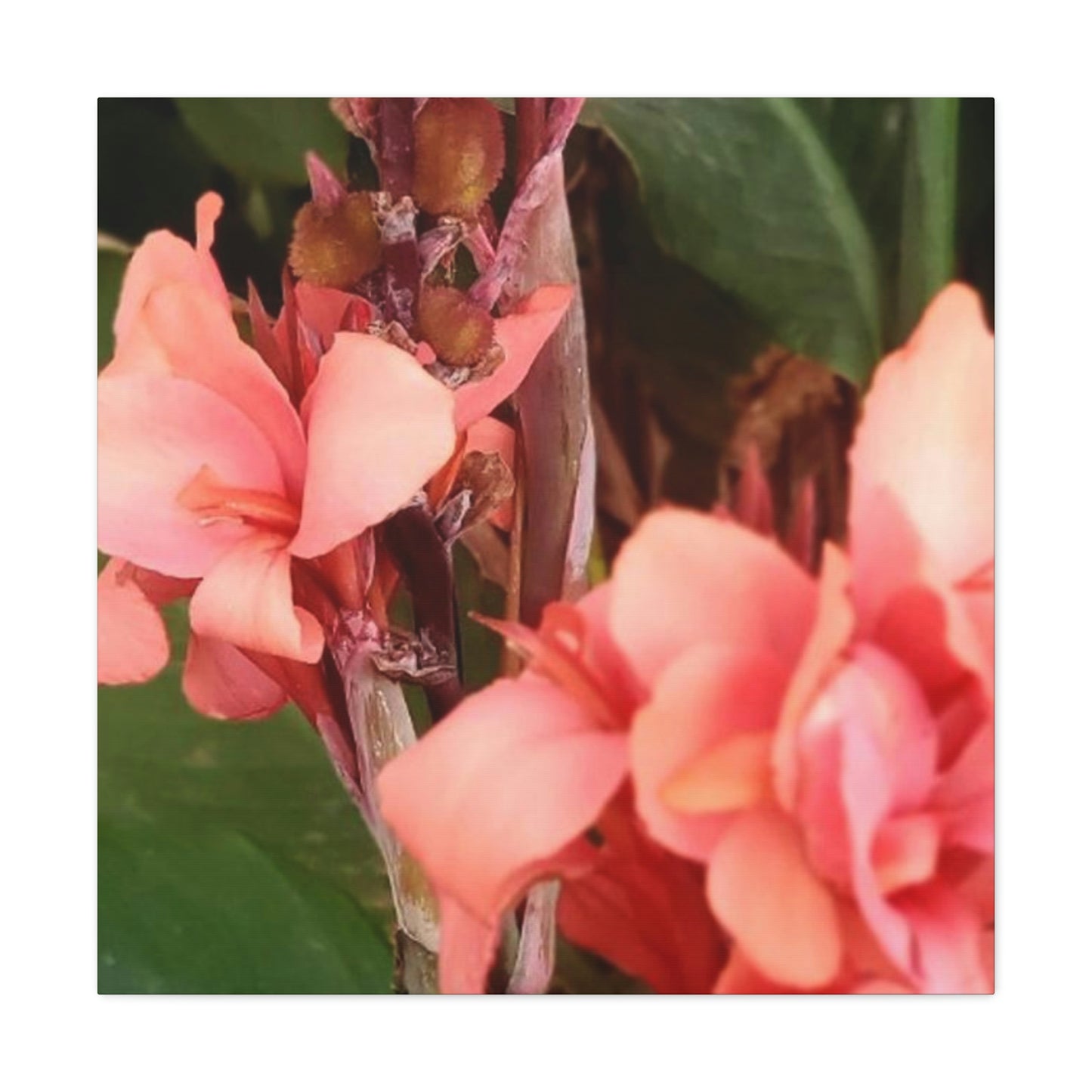 Art Prints & Wall Art, Canvas Gallery with Pink Canna Flower