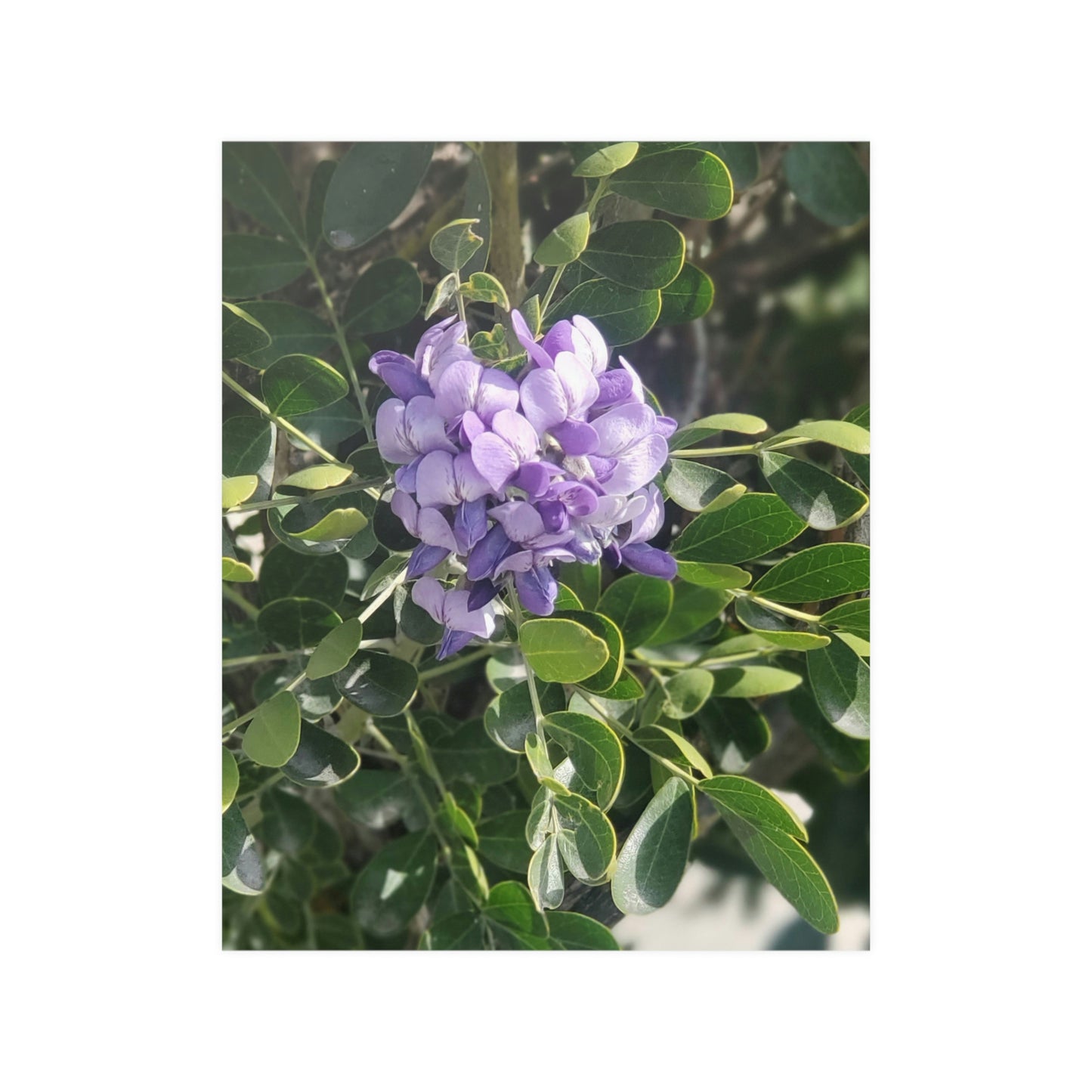 Purple Texas Mountain Laurel | Satin Posters (210gsm)