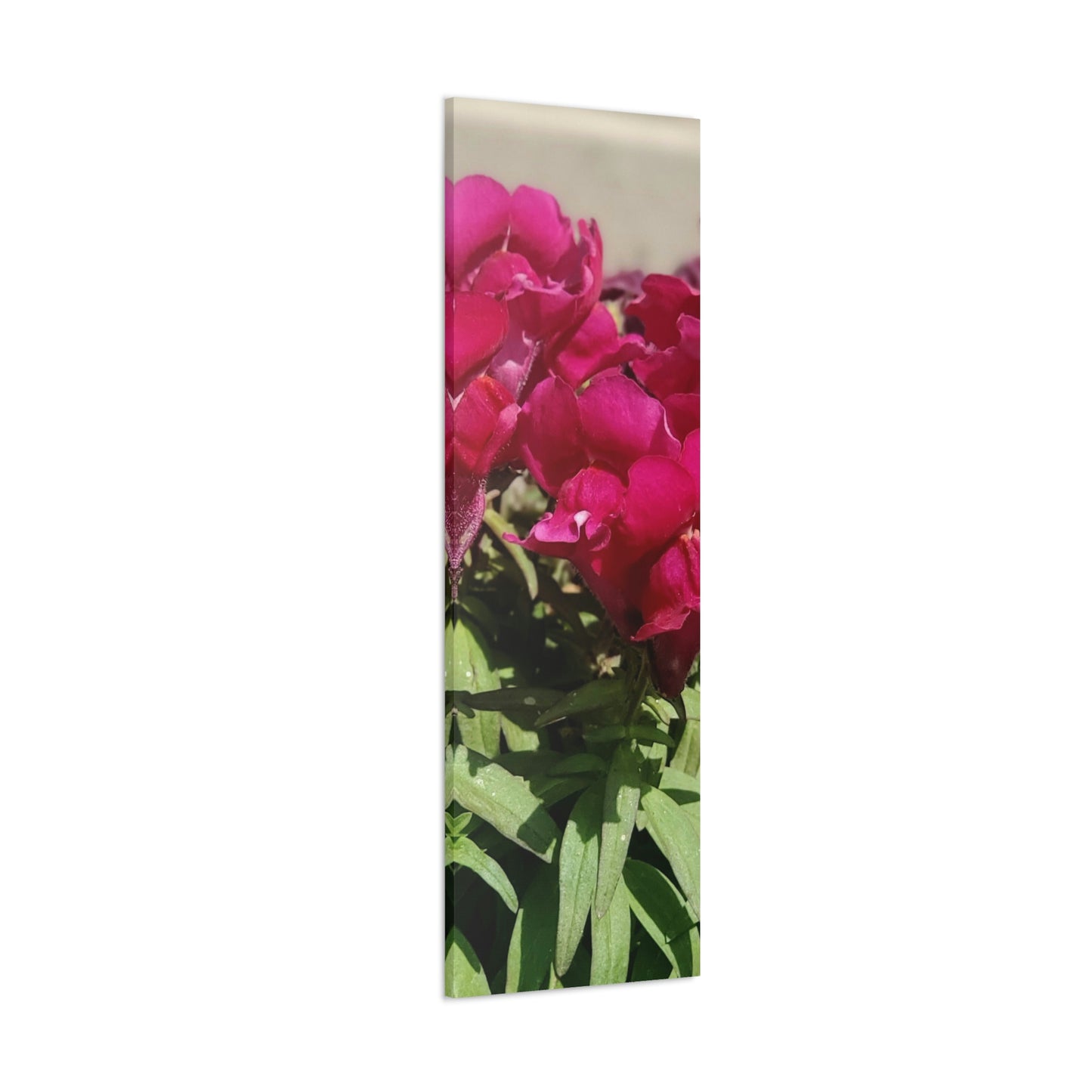Magenta Snapdragon | Wall Art Canvas | High Bloom Collection | Life By Ortavia