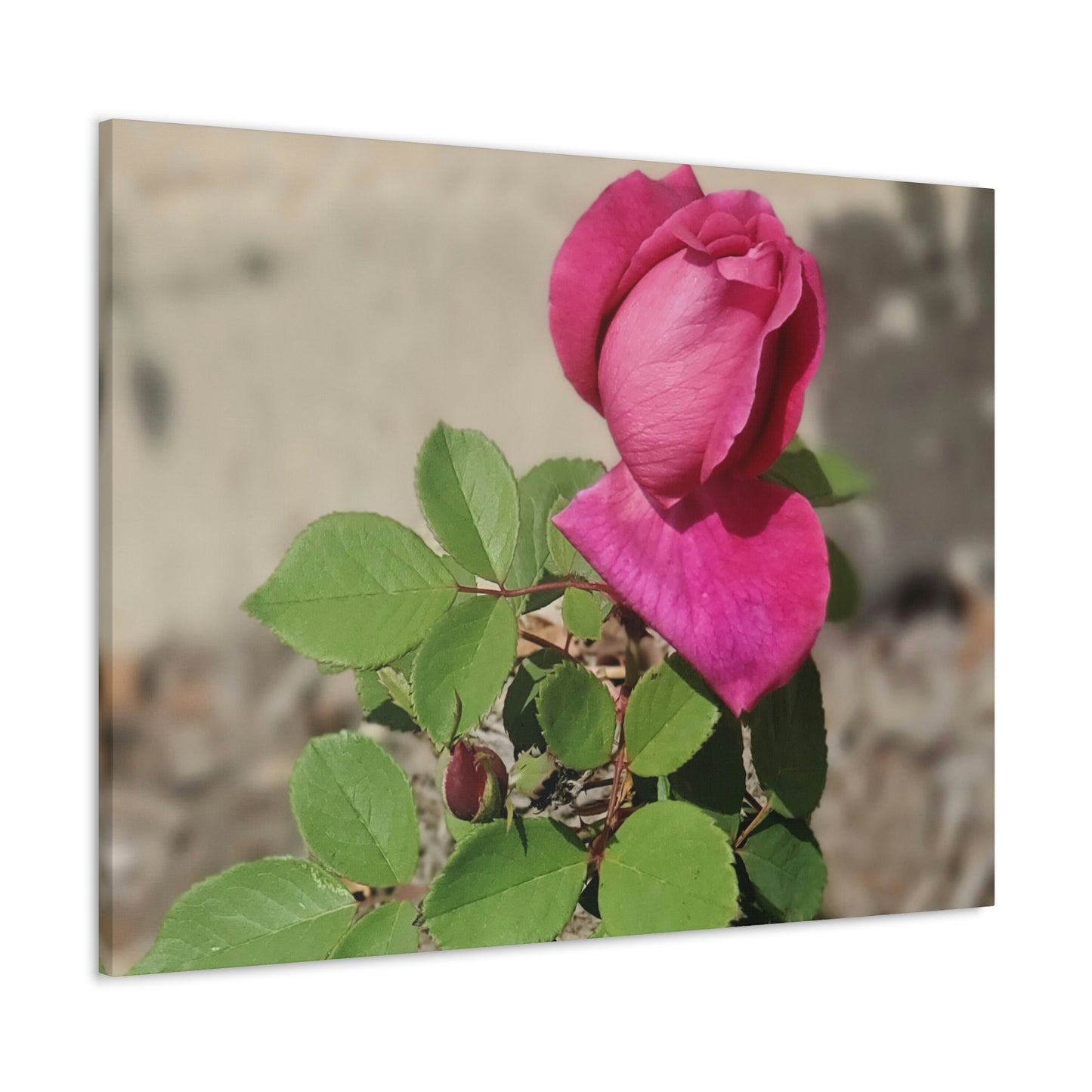 Dear Pink Rosa | High Bloom Collection | Canvas | Life By Ortavia