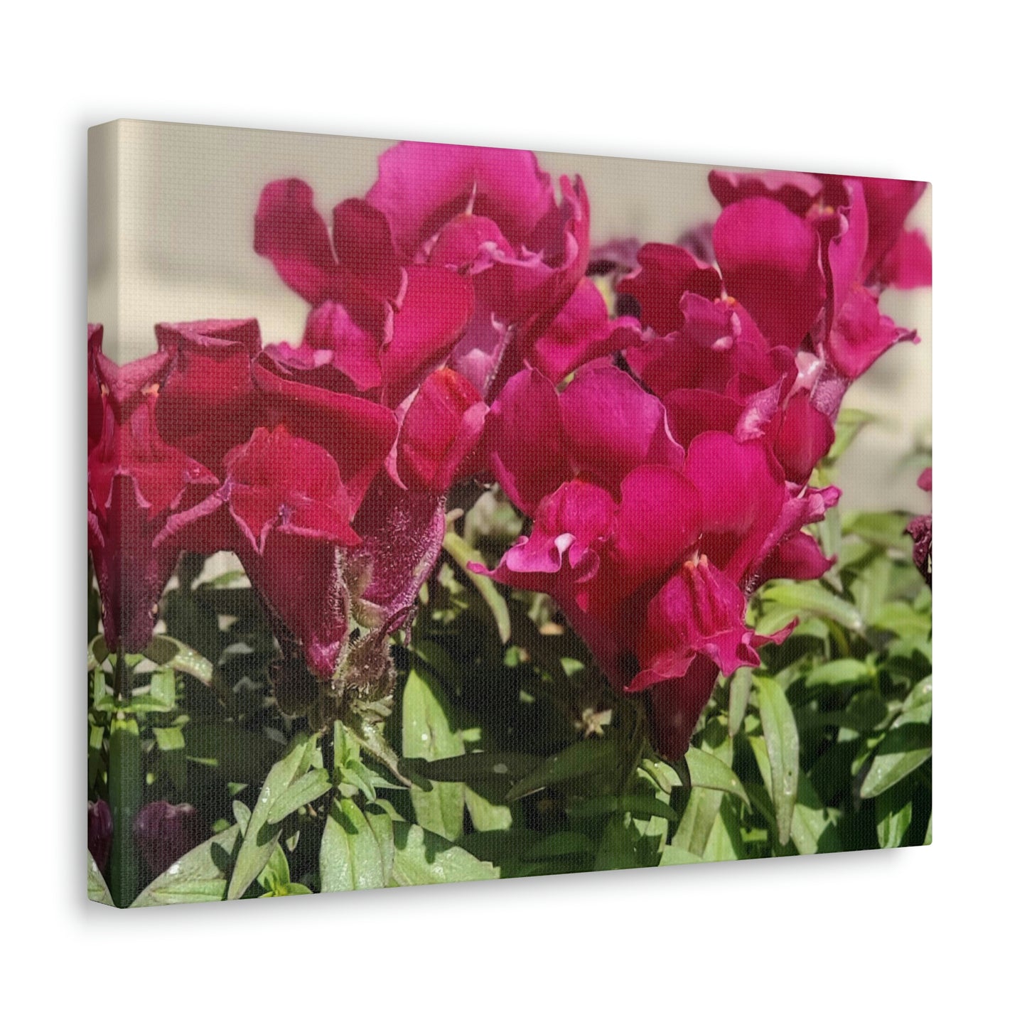 Magenta Snapdragon | Wall Art Canvas | High Bloom Collection | Life By Ortavia