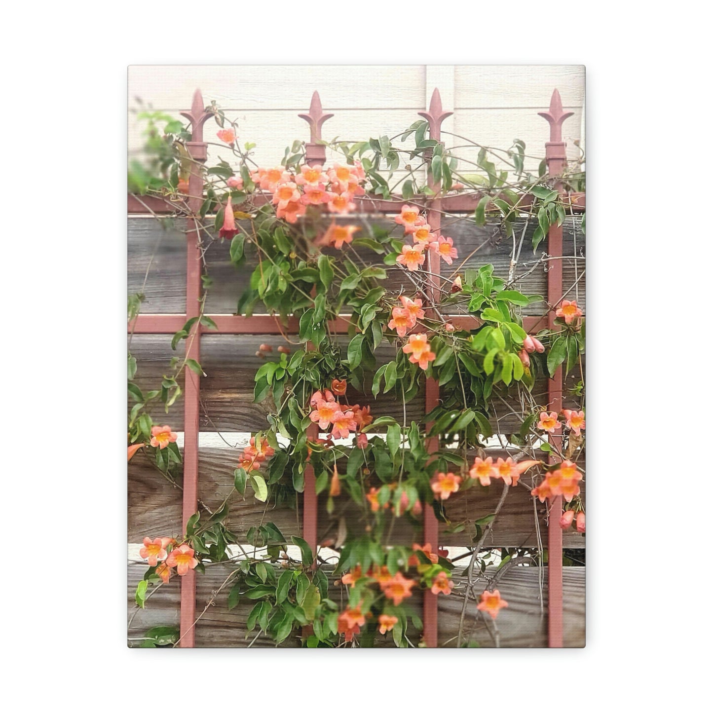Flowers On A Rugged Fence | Wall Art Canvas | High Bloom Collection | Life By Ortavia