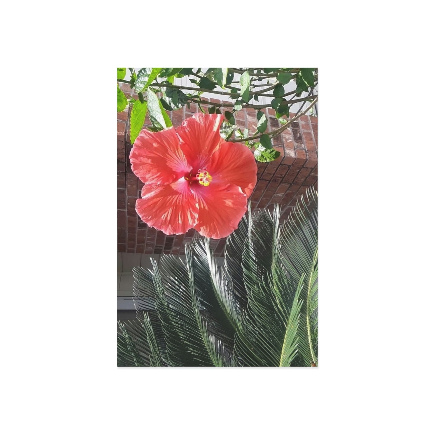 Peach Hibiscus Flower Fine Art Postcards