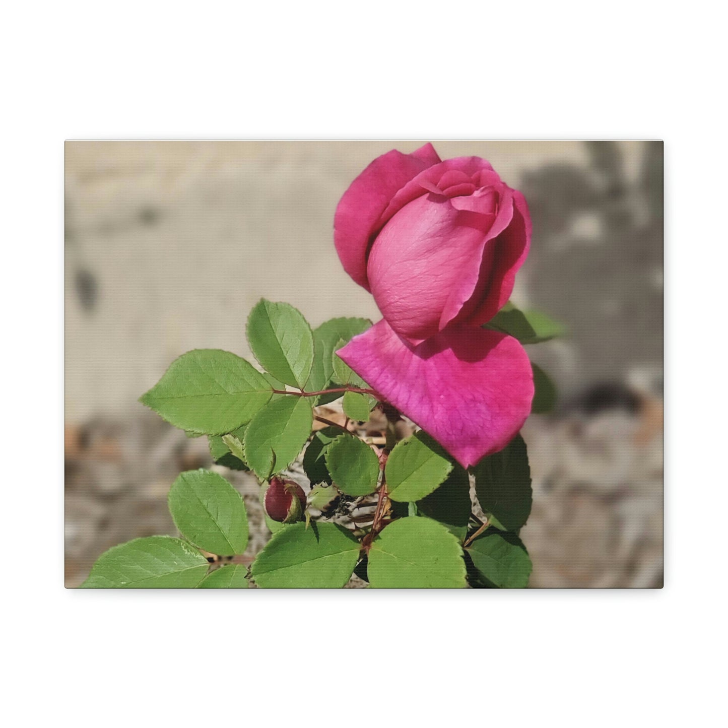 Dear Pink Rosa | High Bloom Collection | Canvas | Life By Ortavia