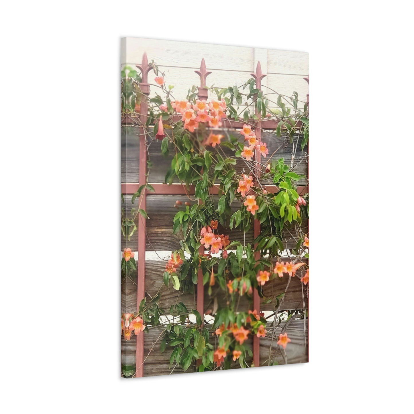 Flowers On A Rugged Fence | Wall Art Canvas | High Bloom Collection | Life By Ortavia