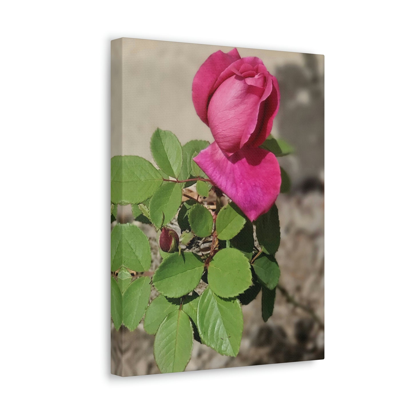 Dear Pink Rosa | High Bloom Collection | Canvas | Life By Ortavia