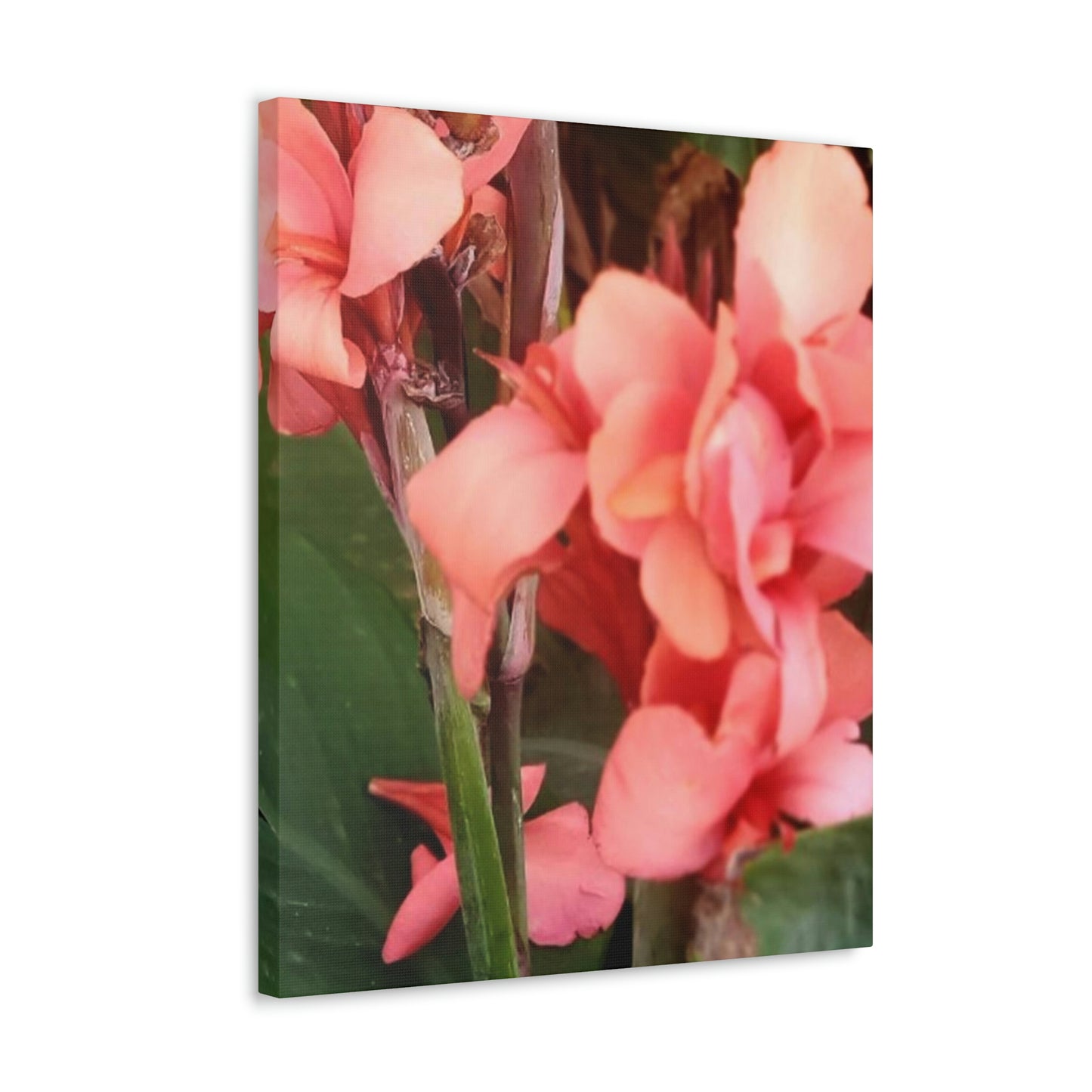Art Prints & Wall Art, Canvas Gallery with Pink Canna Flower