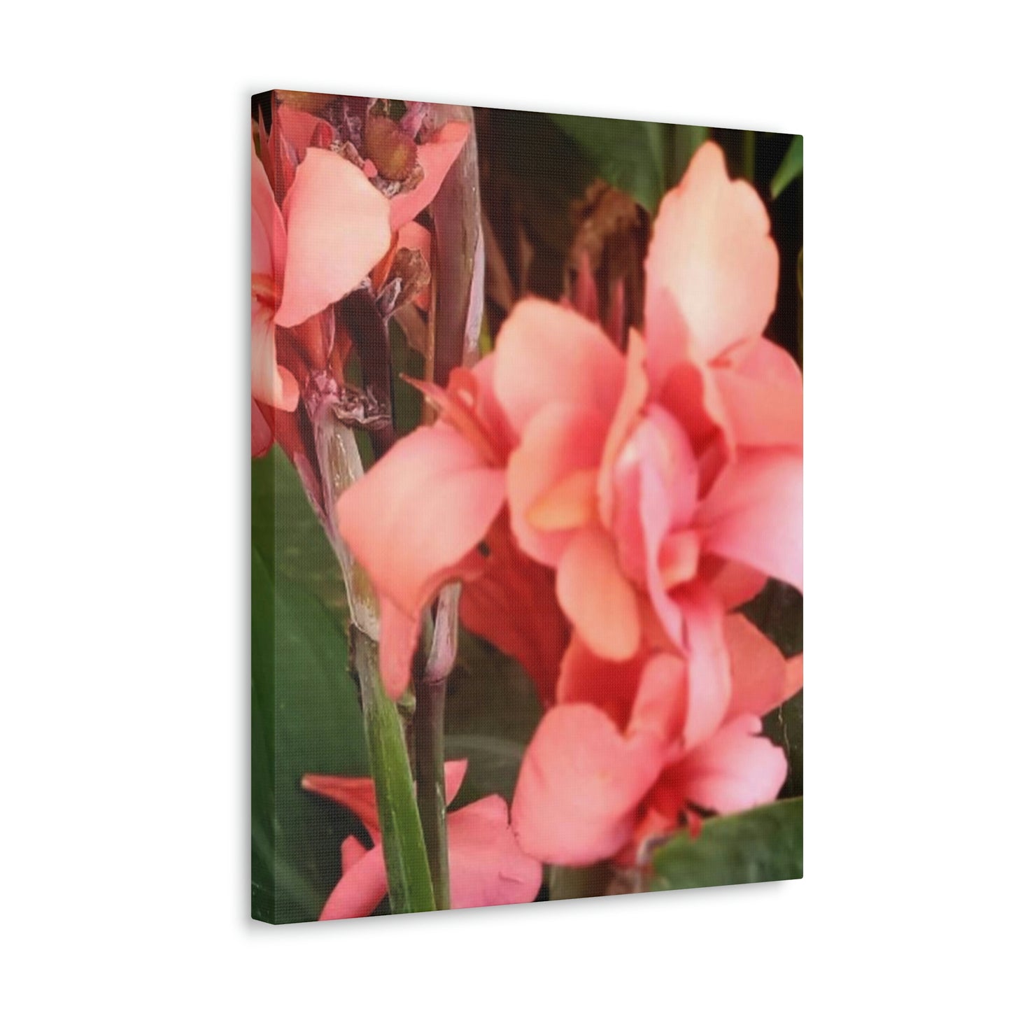 Art Prints & Wall Art, Canvas Gallery with Pink Canna Flower