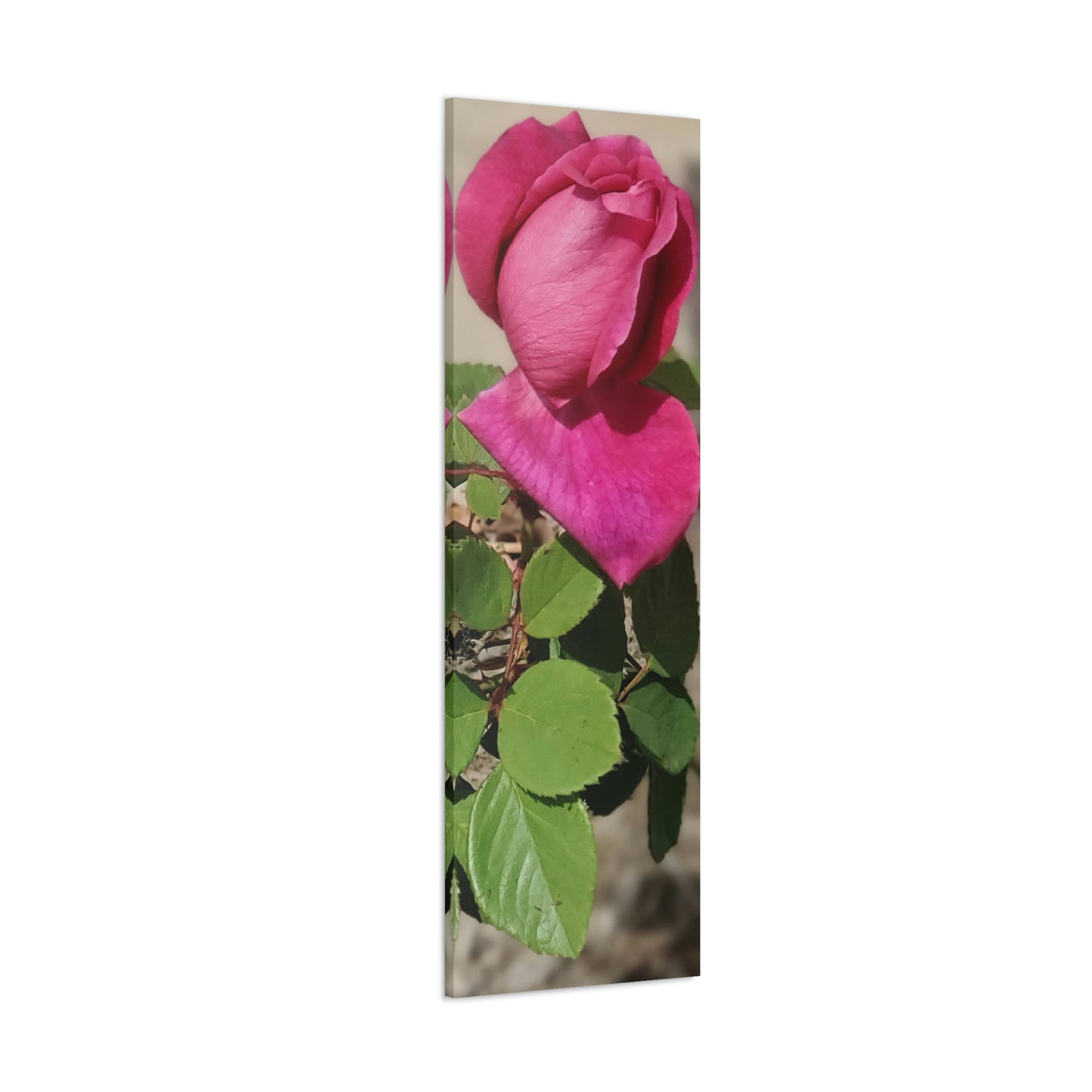 Dear Pink Rosa | High Bloom Collection | Canvas | Life By Ortavia