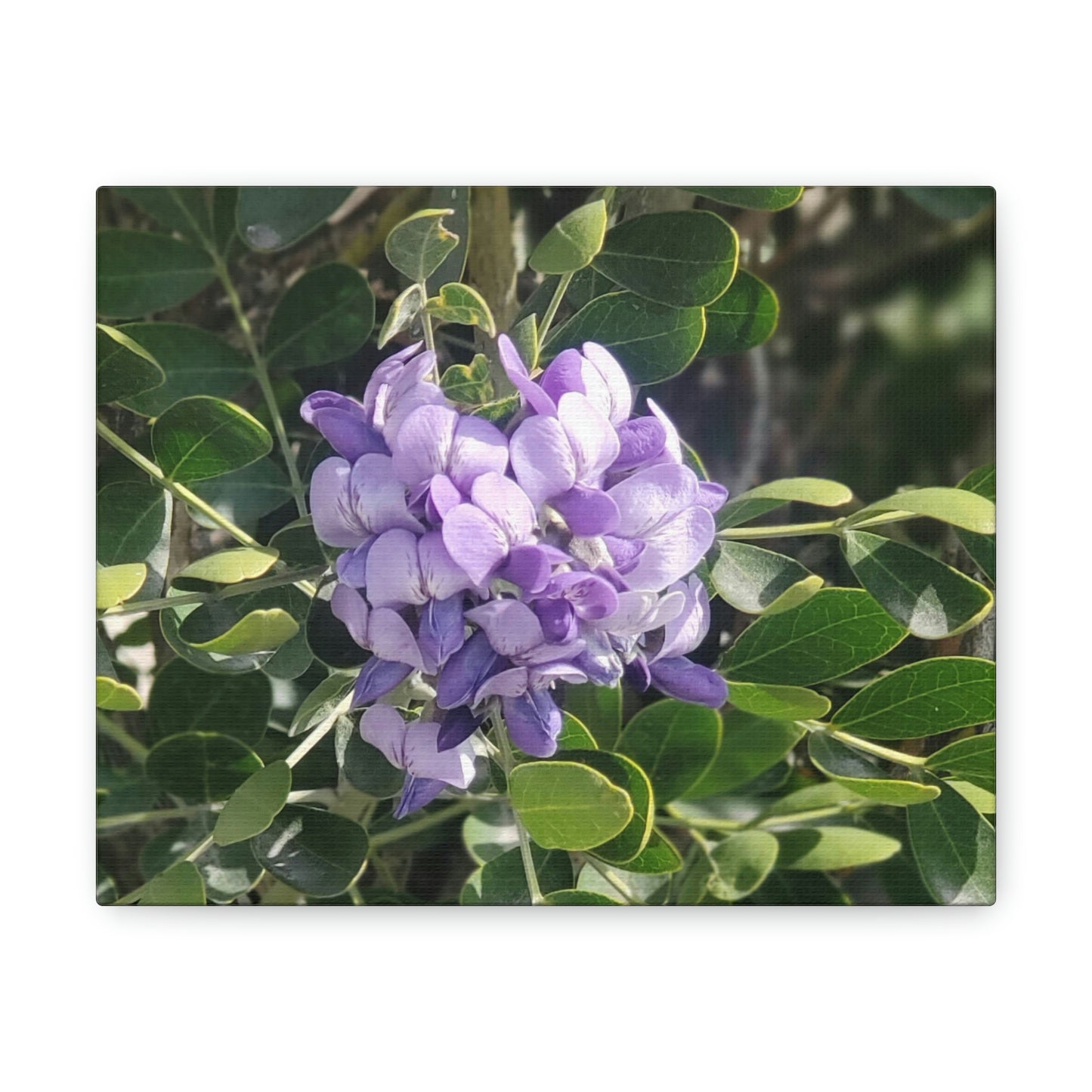 Purple Texas Mountain Laurel | Wall Art Canvas