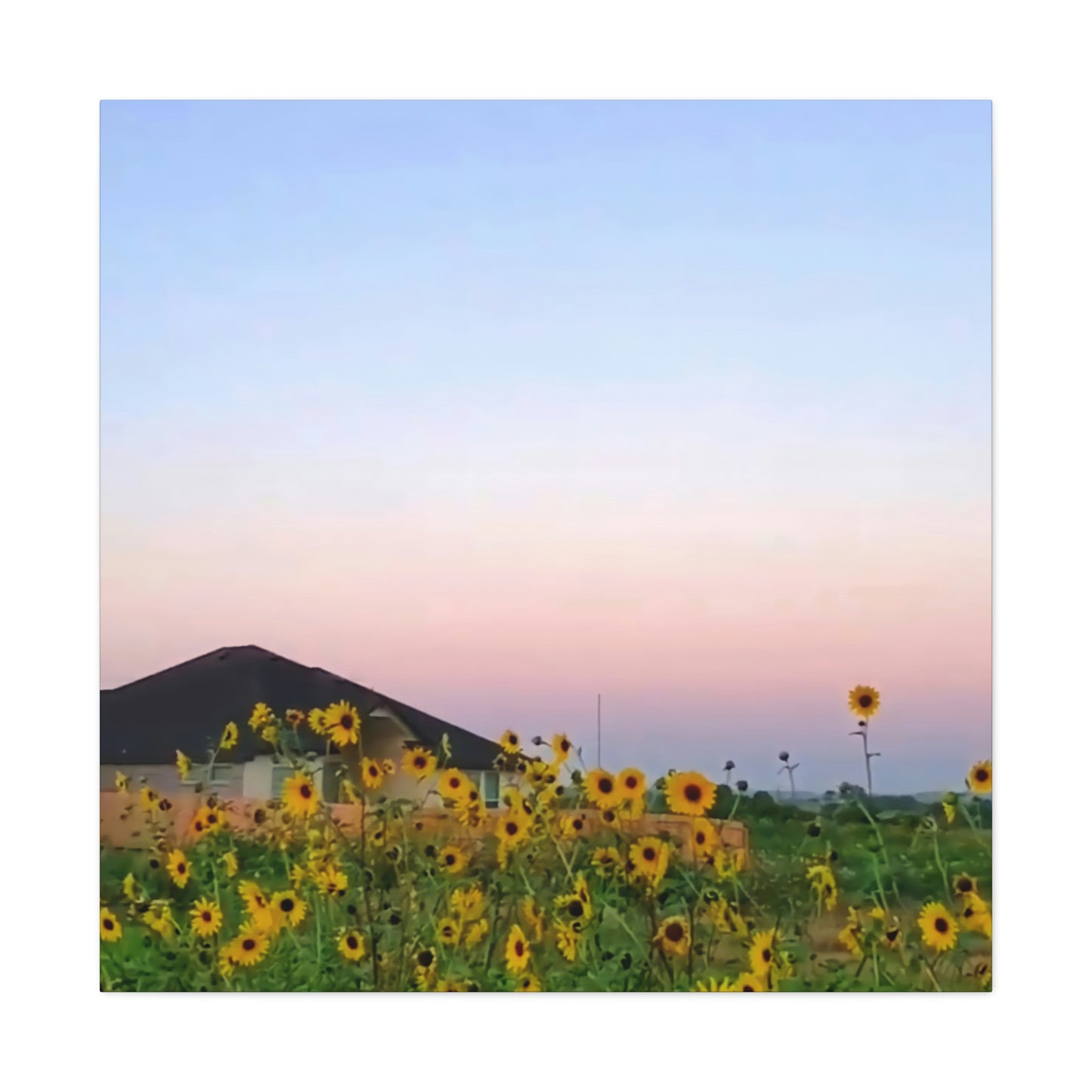 Sunflowers and a Rainbow Sky Canvas Gallery Wraps