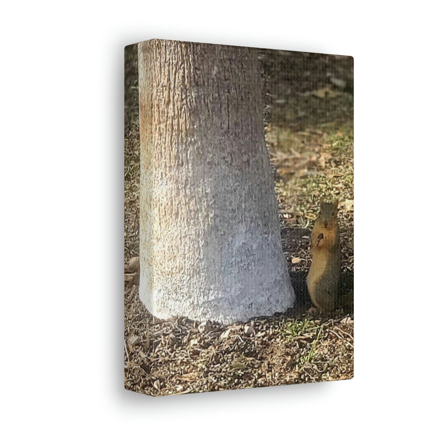 Squirrel and A Nut | Wall Art Print | Urban Geographic Collection | Life By Ortavia