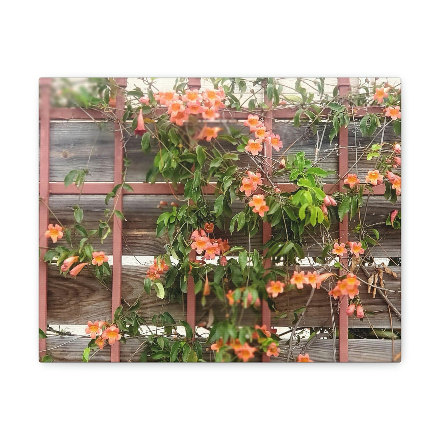 Flowers On A Rugged Fence | Wall Art Canvas | High Bloom Collection | Life By Ortavia