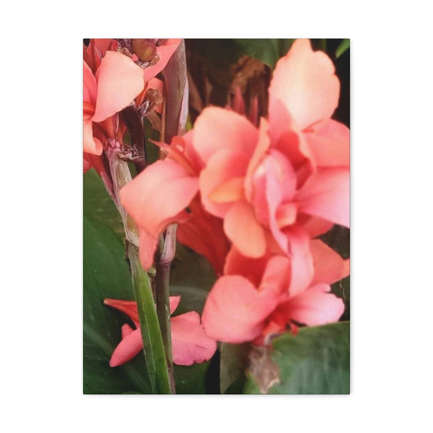 Art Prints & Wall Art, Canvas Gallery with Pink Canna Flower