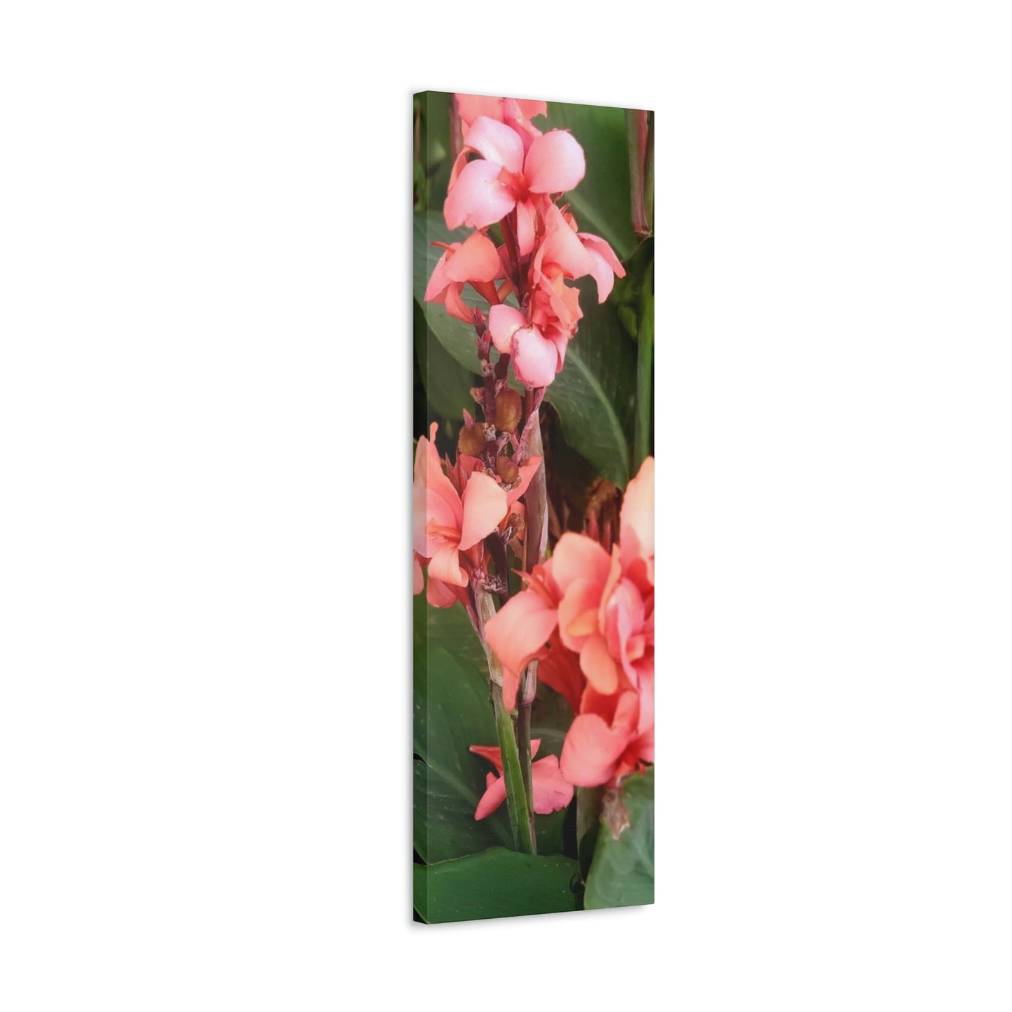 Art Prints & Wall Art, Canvas Gallery with Pink Canna Flower