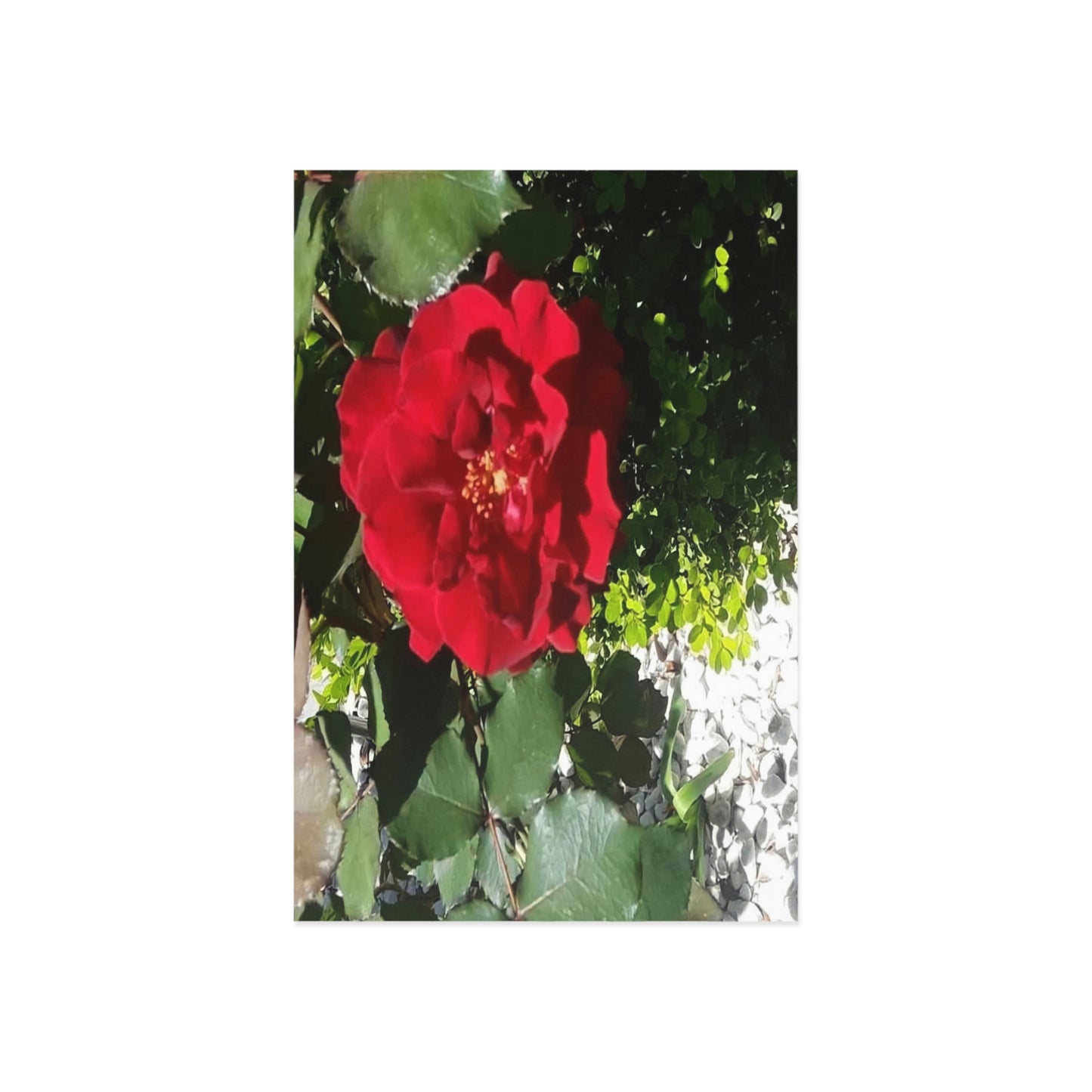 Europeana Red Rose Fine Art Postcards