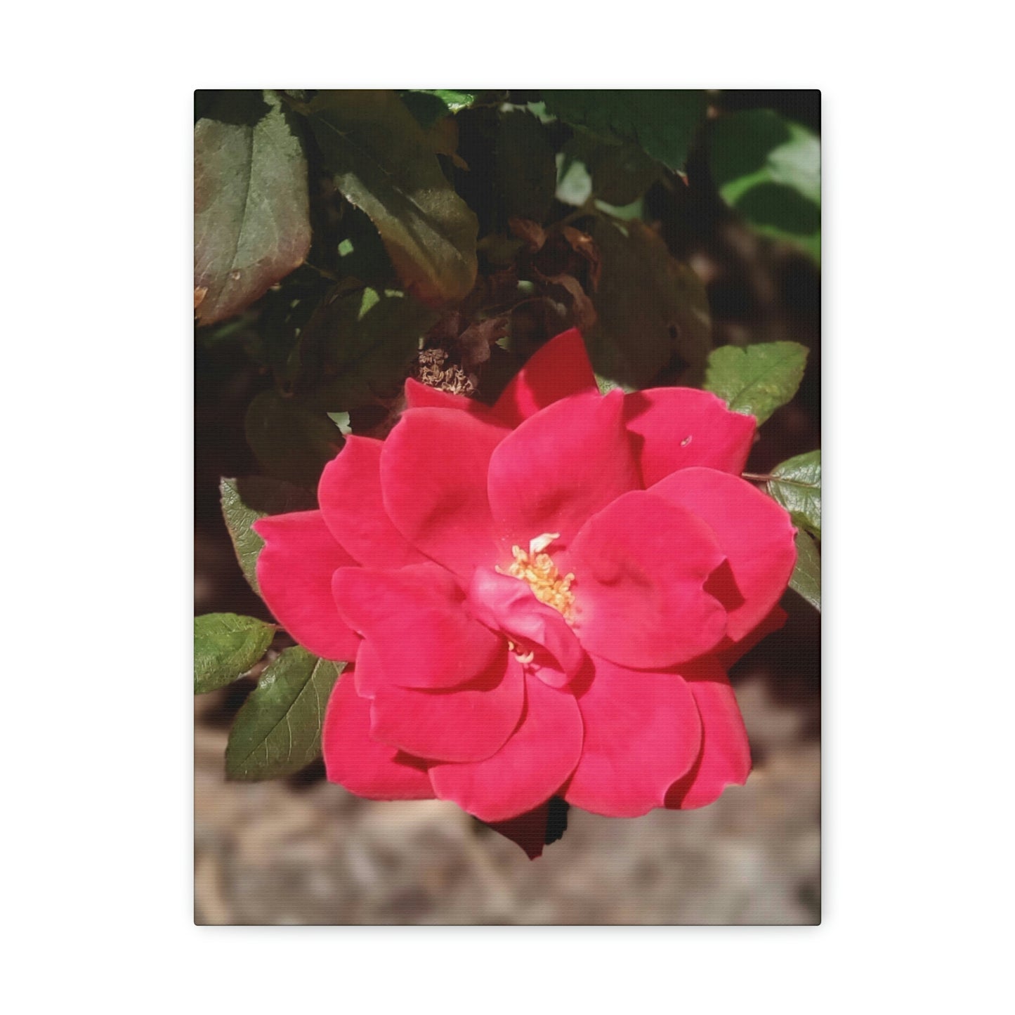 Knockout | Wall Art Print | High Bloom Collection | Life By Ortavia