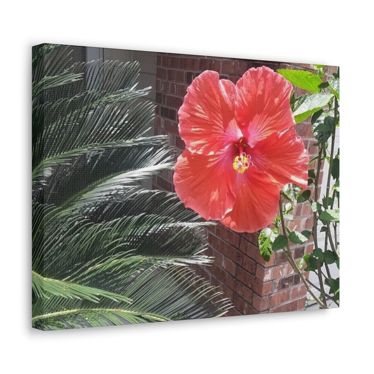 Art Prints & Wall Art, Gallery Canvas with Peach Hibiscus Flower