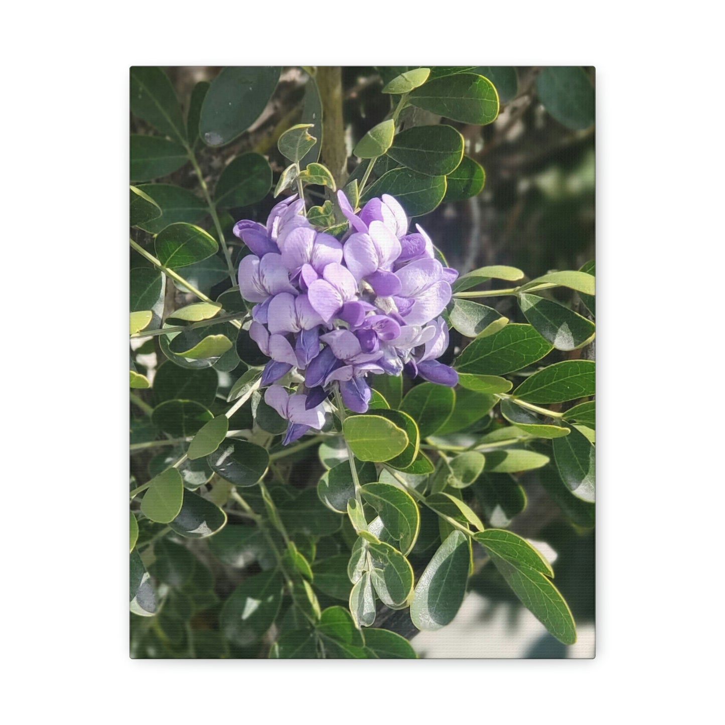 Purple Texas Mountain Laurel | Wall Art Canvas