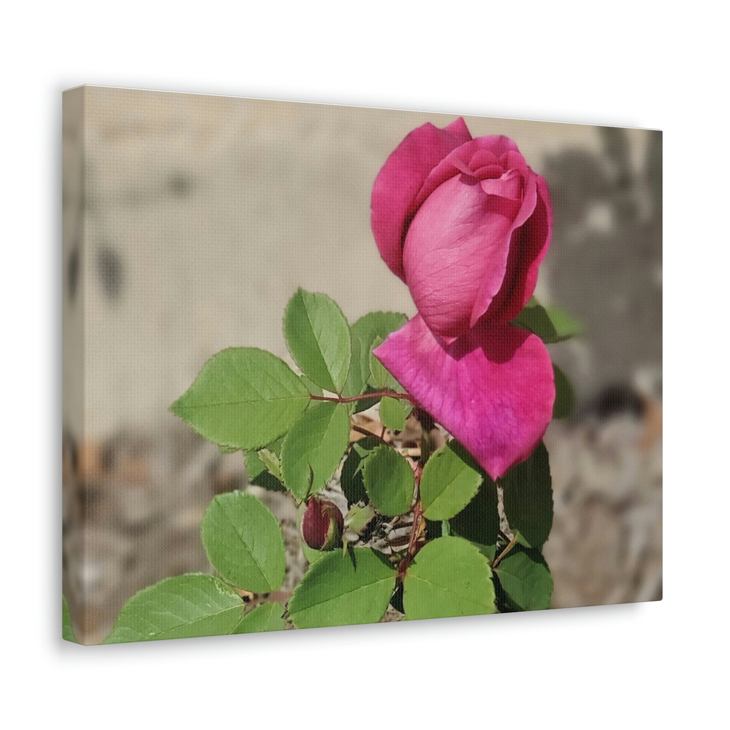Dear Pink Rosa | High Bloom Collection | Canvas | Life By Ortavia