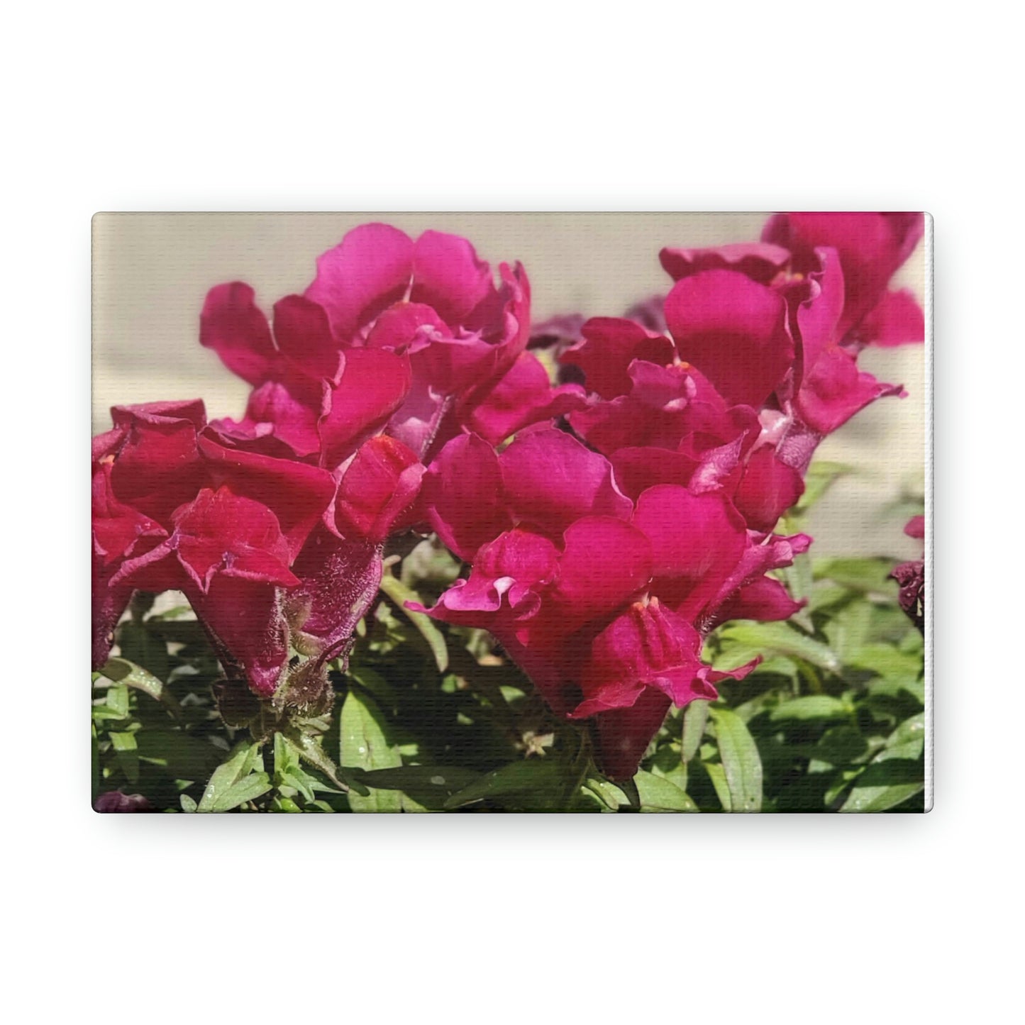 Magenta Snapdragon | Wall Art Canvas | High Bloom Collection | Life By Ortavia