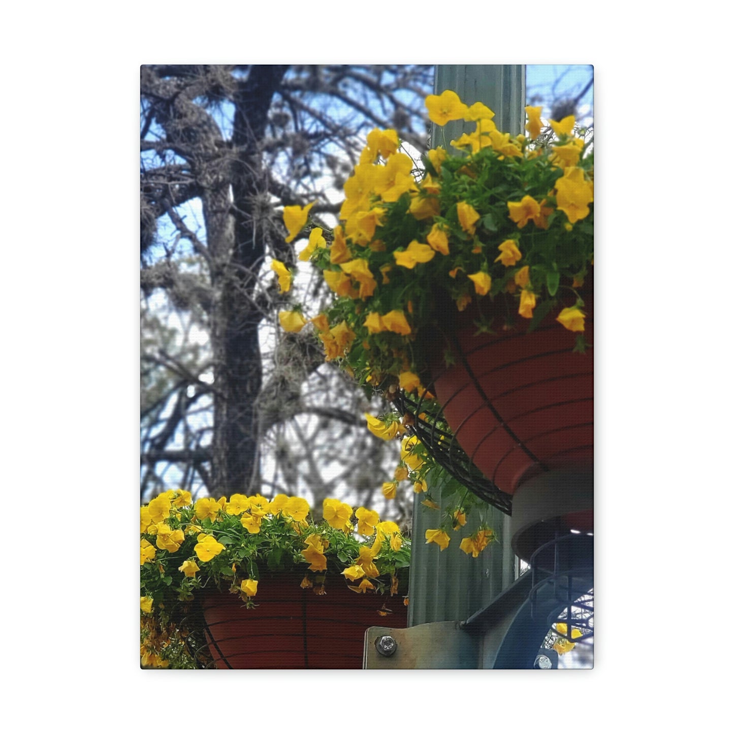 Yellow Pansies Downtown | Wall Art Canvas | High Bloom Collection | Life By Ortavia