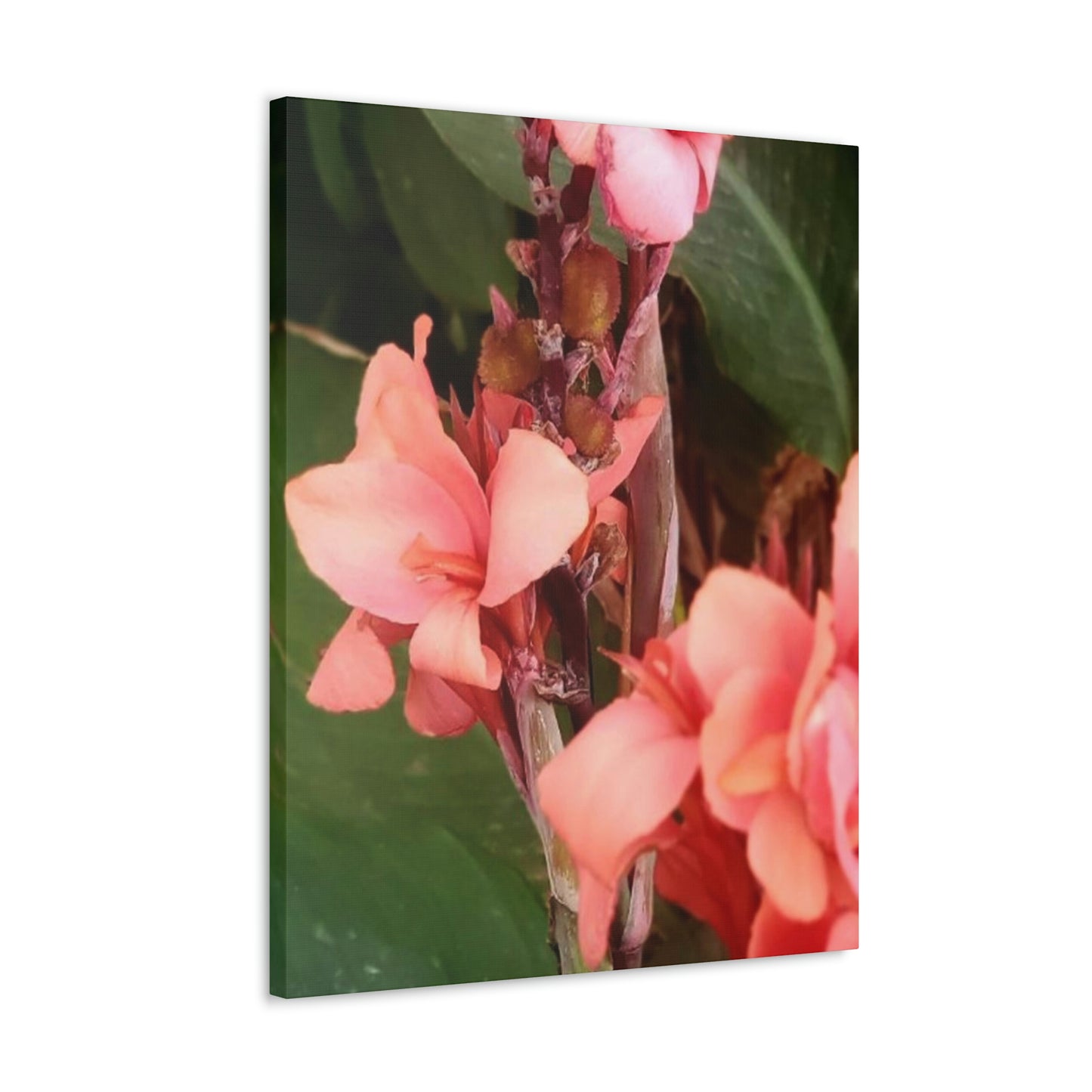 Art Prints & Wall Art, Canvas Gallery with Pink Canna Flower