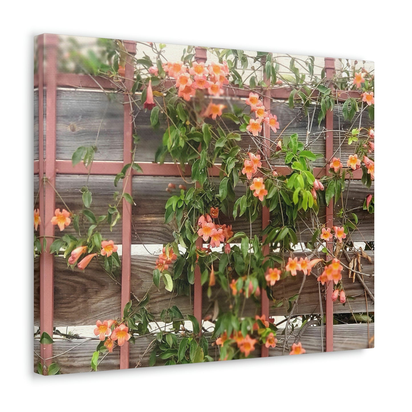 Flowers On A Rugged Fence | Wall Art Canvas | High Bloom Collection | Life By Ortavia