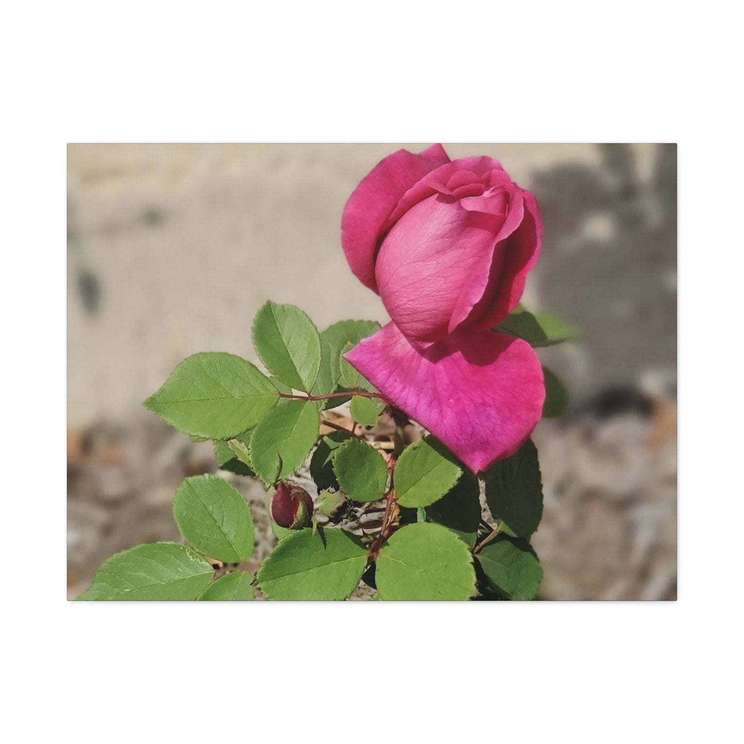Dear Pink Rosa | High Bloom Collection | Canvas | Life By Ortavia