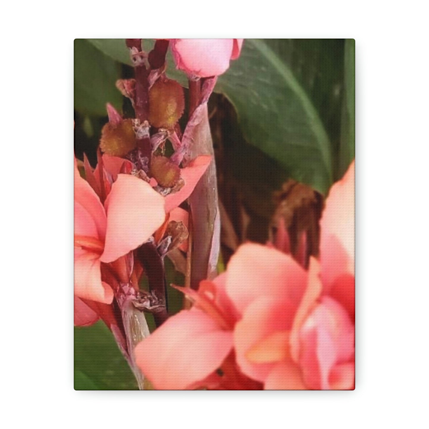 Art Prints & Wall Art, Canvas Gallery with Pink Canna Flower
