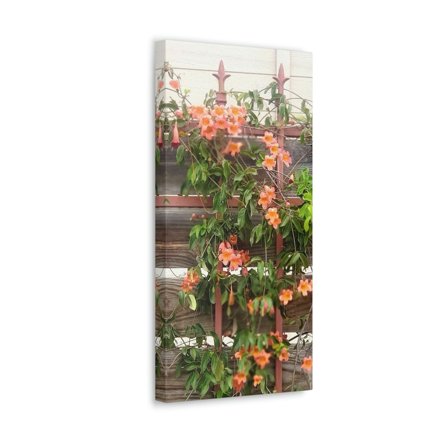 Flowers On A Rugged Fence | Wall Art Canvas | High Bloom Collection | Life By Ortavia