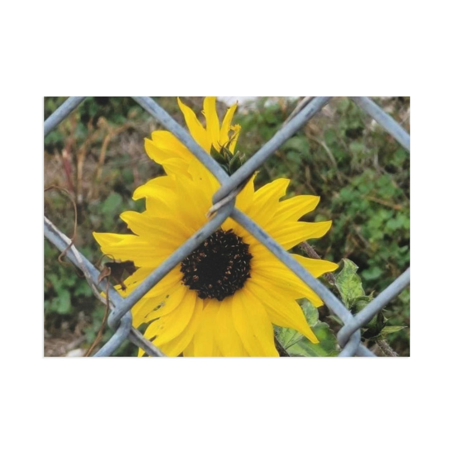 Sunflower Behind A Fence Fine Art Postcards